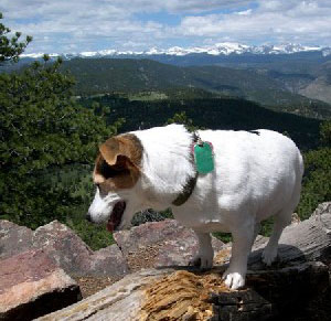 dangers to dogs hiking in Colorado