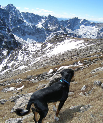 dangers for dogs hiking colorado