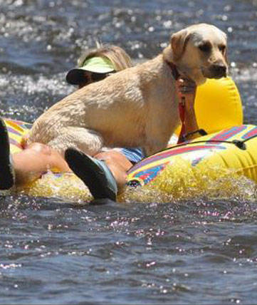 dogs in steamboat springs