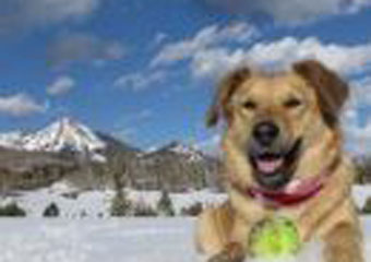doggy daycare in steamboat springs